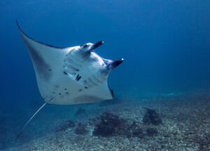 IMGEN_DESTACADA_MANTARAYA IMGEN_DESTACADA_MANTARAYA