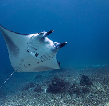 IMGEN_DESTACADA_MANTARAYA