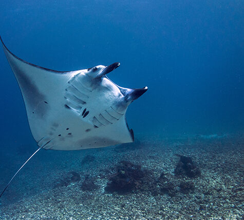 IMGEN_DESTACADA_MANTARAYA