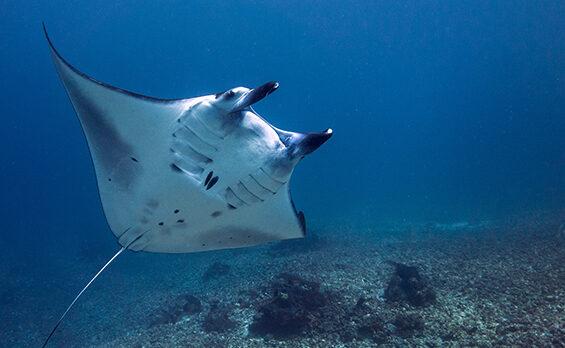 IMGEN_DESTACADA_MANTARAYA
