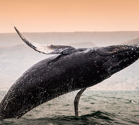 AVISTAMIENTO DE BALLENAS