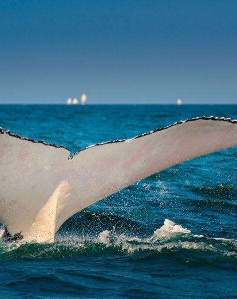 AVISTAMIENTO DE BALLENAS_INTERNA1