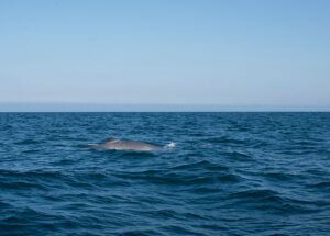AVISTAMIENTO DE BALLENAS_INTERNA2 AVISTAMIENTO DE BALLENAS_INTERNA2