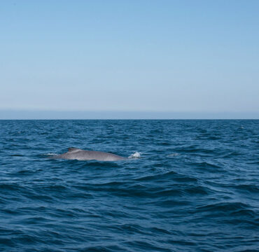 AVISTAMIENTO DE BALLENAS_INTERNA2