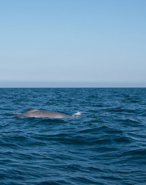 AVISTAMIENTO DE BALLENAS_INTERNA2