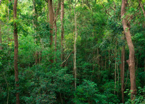 BOSQUES SECOS BOSQUES SECOS