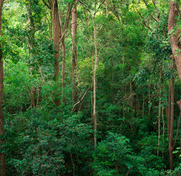 BOSQUES SECOS