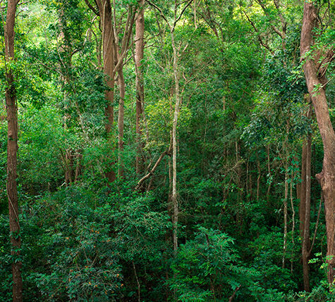 BOSQUES SECOS