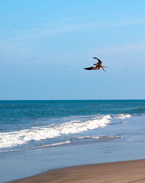 IMGEN_BIRD-WATCHING_INTERNA_2