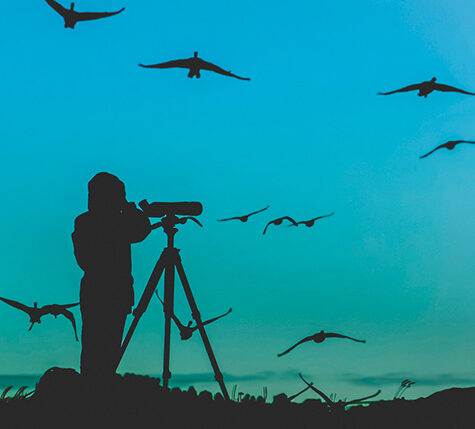 IMGEN_DESTACADA_BIRD-WATCHING