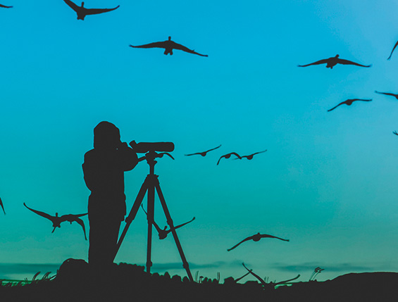 IMGEN_DESTACADA_BIRD-WATCHING
